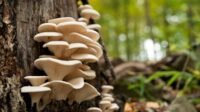 Kasus Keracunan Jamur Liar di Garut: Cara Mencegah dan Menghindarinya