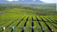 Perkebunan Teh Kayu Aro: Permata Hijau di Kaki Gunung Kerinci