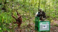 6 Orangutan Dilepasliarkan di Hutan Kehje Sewen Kaltim