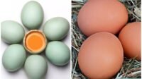 Telur Ayam vs Telur Bebek Mana yang Lebih Tinggi Kolesterol