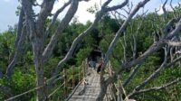 Menjelajahi Keajaiban Alam: Petualangan di Hutan Mangrove Saluleang, Sulawesi Barat